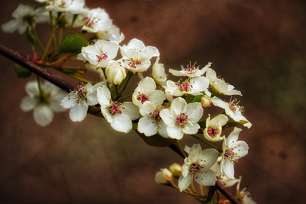 Lauren R Patrignelli - Beauty blossoms 