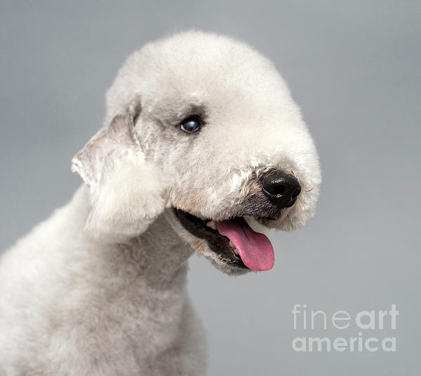 Bedlington Poodle Mix | lupon.gov.ph