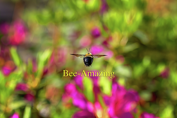 Steve Rich - Bee - Amazing