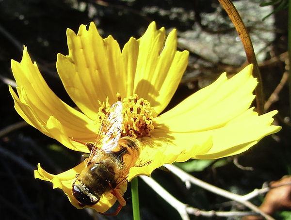 Bee Bloom Mug