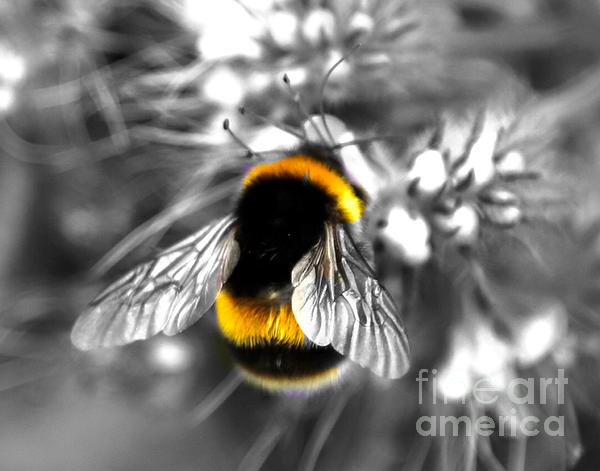 Tony Williams - Bee Kind