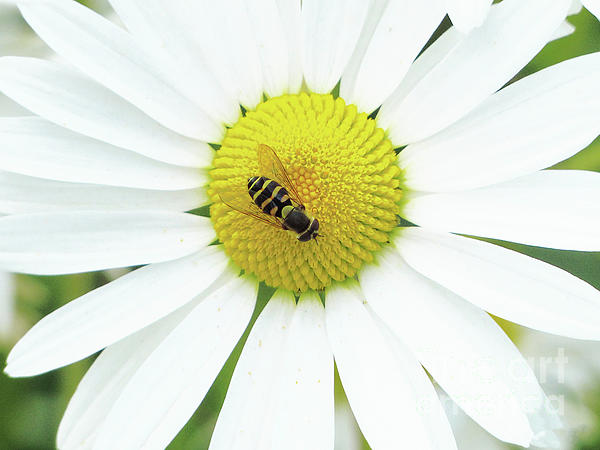 Connie Sloan - Bee on a Daisy