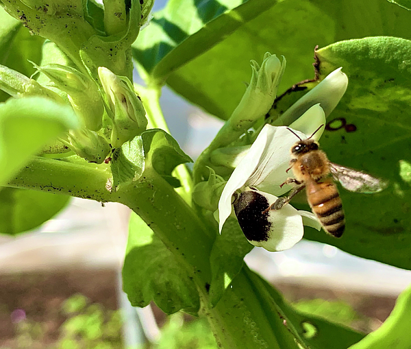 Bees Hand Towel