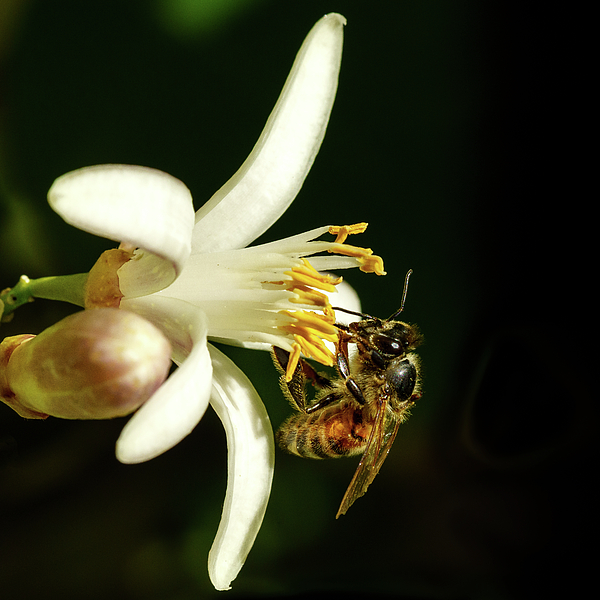Laura Epstein - Bee On Citrus Flower 2