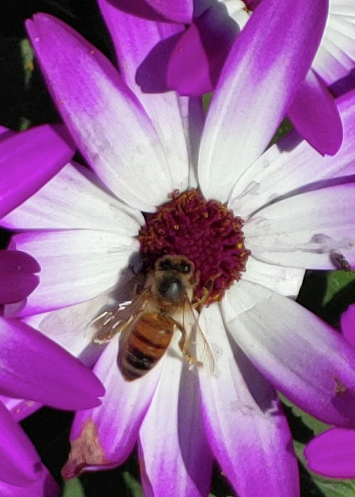 Karen Conger - Bee Pollinating Purple White Daisy