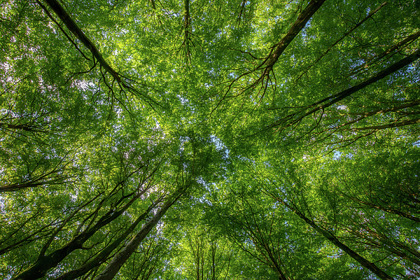 Nicklas Gustafsson - Beech Forest Canopy