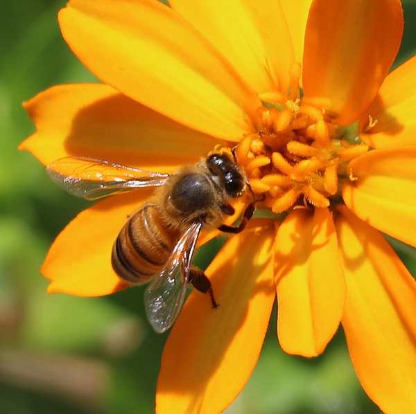 Bees Hand Towel