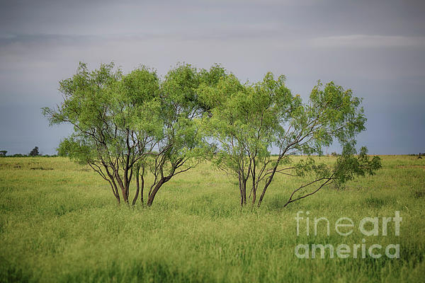 Natural Abstract Photography - Before the Journey - Mesquite Tree