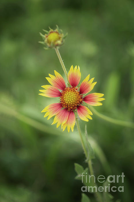 Natural Abstract Photography - Begin Refresh - Indian Blanket Wildflower