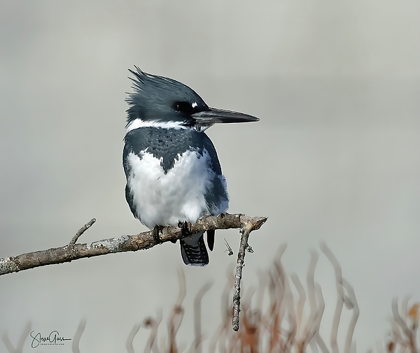 Steve Gass - Belted Kingfisher 180, Indiana