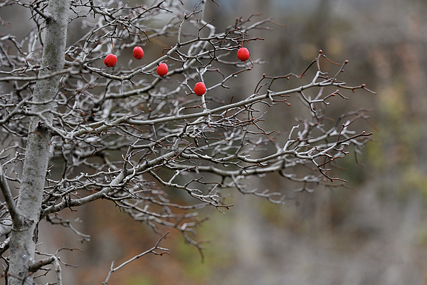 Winter Art