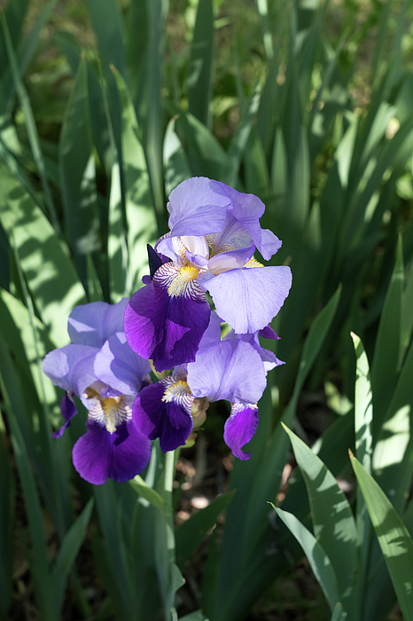 Georgia Mizuleva - Bi-color Purple Iris Blooms in a Sun Dappled Garden 