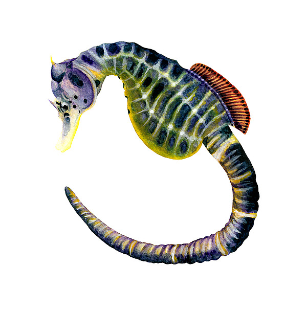 Loren Dowding - Big-bellied seahorse