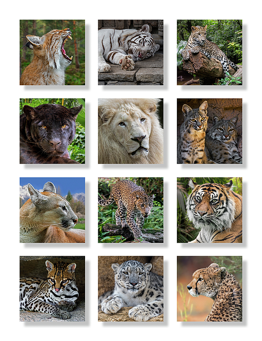 big cat jigsaw puzzles