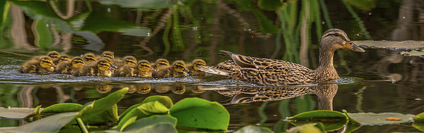 Marv Vandehey - Big Family of Ducks