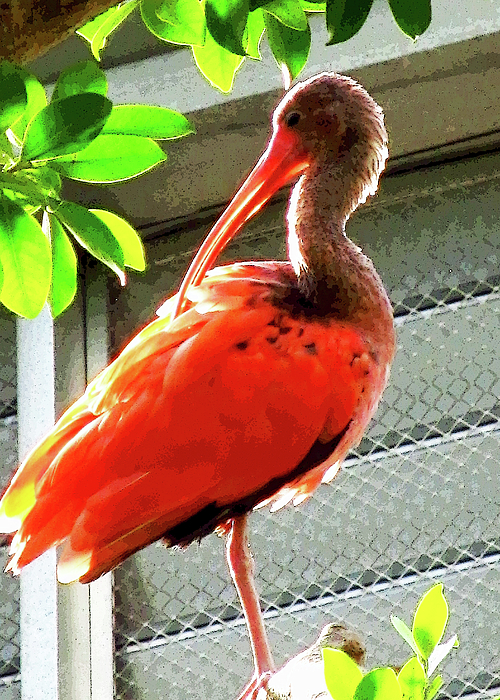 Red discount bird blanket