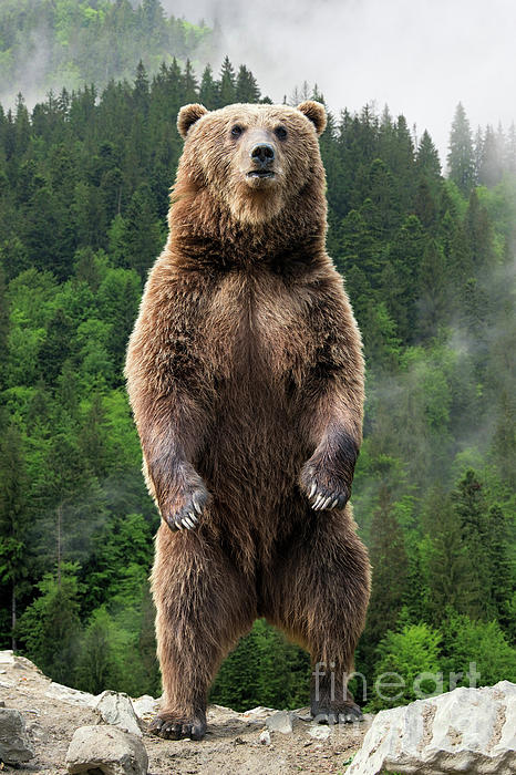 https://images.fineartamerica.com/images/artworkimages/medium/3/big-standing-brown-bear-on-mountain-top-animal-wildlife-nature-photograph-pipa-fine-art.jpg
