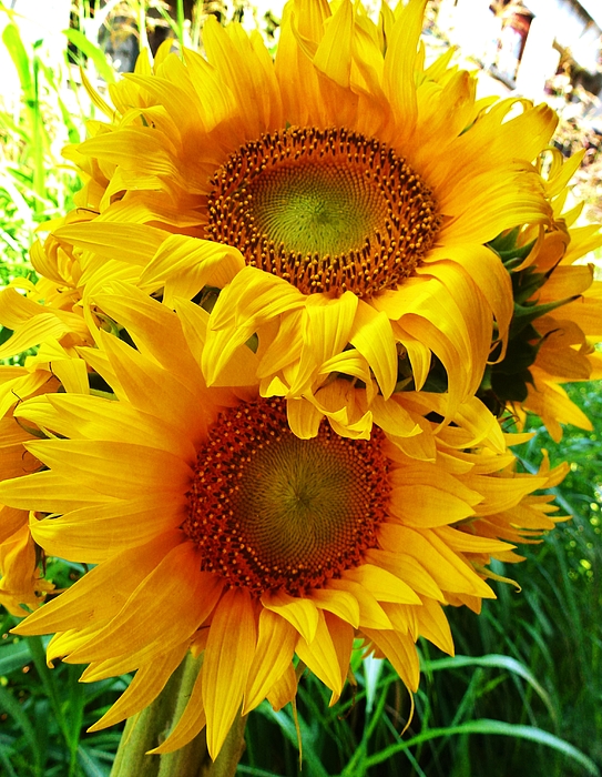 Amalia Suruceanu - Big Sunflowers