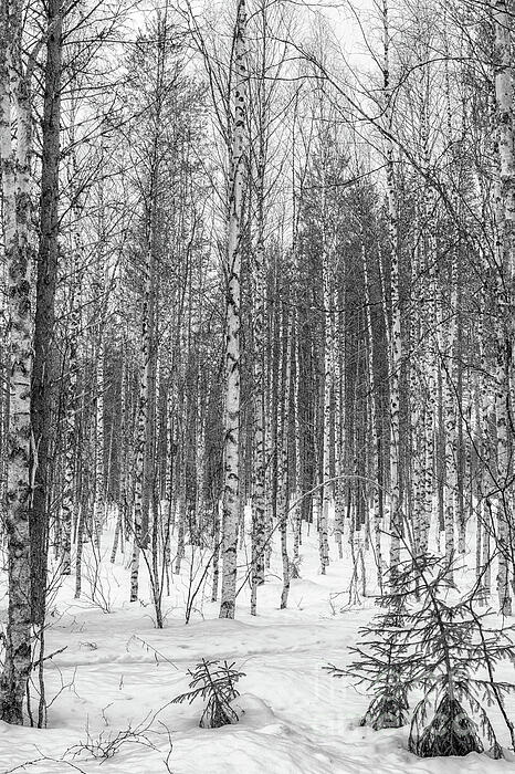 Patricia Hofmeester - Birches in the snow in black and white