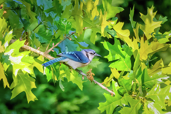 John Kirkland - Bird - Blue Jay - Leaves - Augusta GA