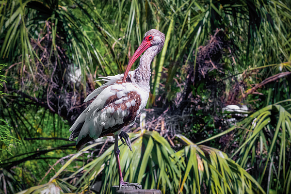 John Kirkland - Bird - Immature White Ibis - St. Augustine FL