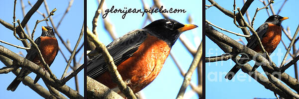 GJ Glorijean - Bird Robin NWNJ red breast triptych wide