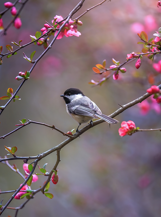 April Lu - Birds and Bloom