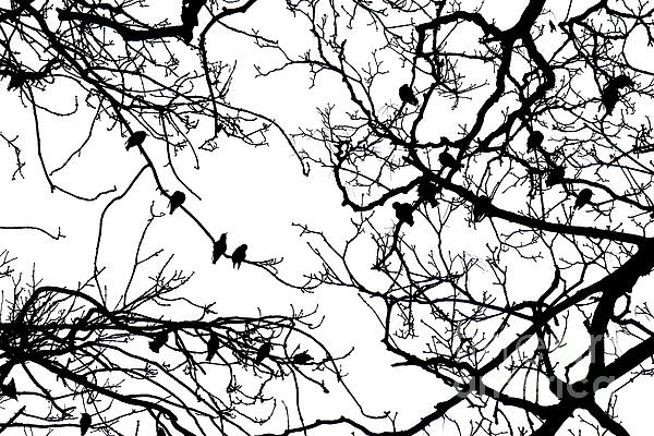 Paul Boizot - Birds in winter branches, York, high contrast