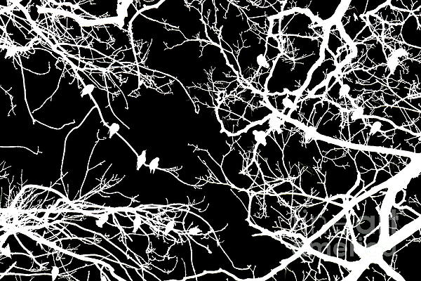 Paul Boizot - Birds in winter branches, York, mono inverted