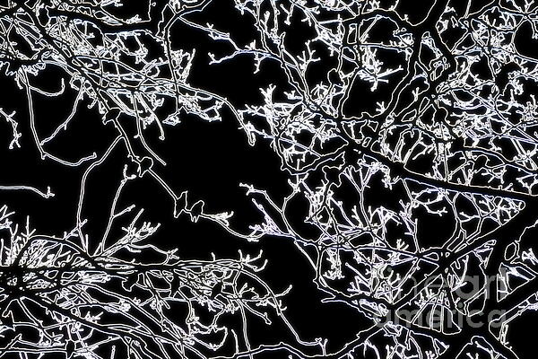 Paul Boizot - Birds in winter branches, York, mono neon effect