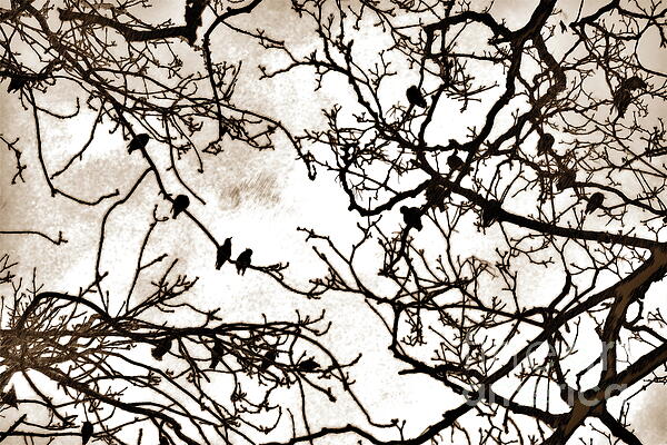 Paul Boizot - Birds in winter branches, York, pencil sketch effect
