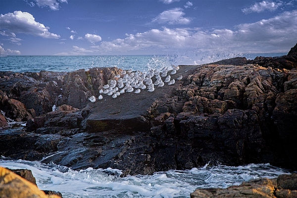 Dennis Baswell - Birds sitting on rock 