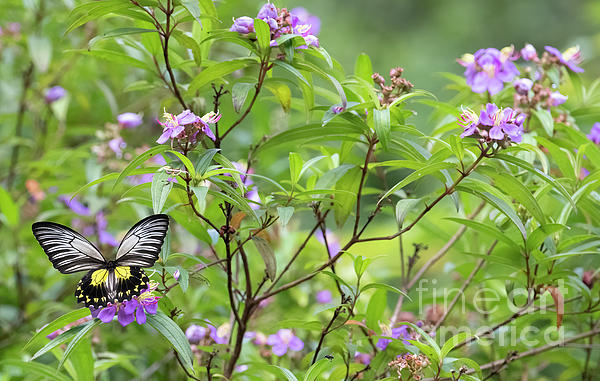 Patrick Nowotny - Birdwing Butterfly
