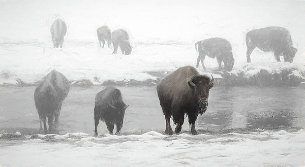 Joan Carroll - Bison Emerge from the River Artistic