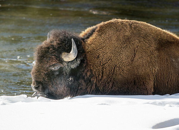 Joan Carroll - Bison in Action 2 Yellowstone National Park