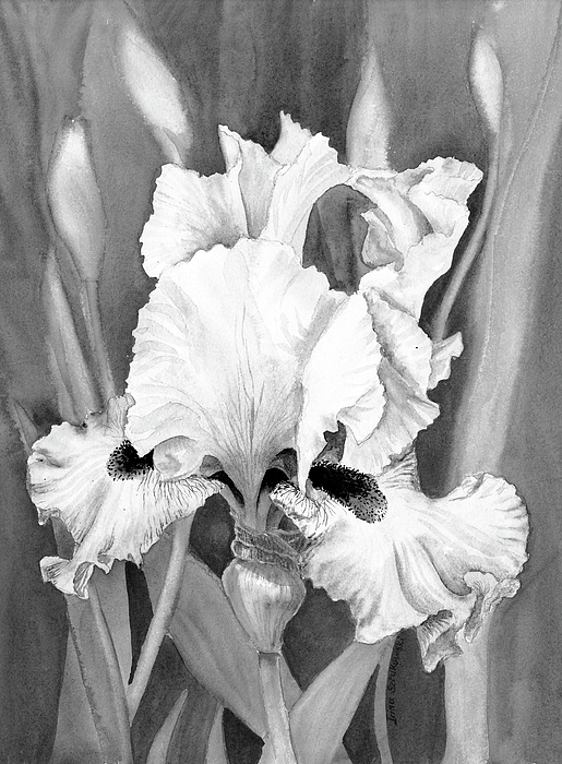 Irina Sztukowski - Black And White Beautiful Iris Flower In The Garden Watercolor 