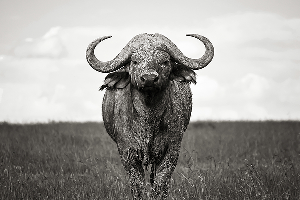 Black and clearance white buffalo pillows