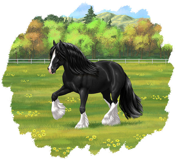 black-and-white-gypsy-vanner-irish-cob-tinker-draft-horse-crista-forest-transparent.png