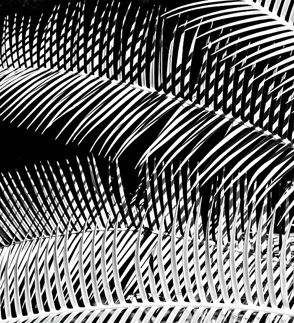 Bonnie See - Black and White Palm-fern Abstract