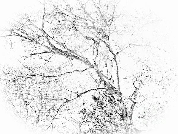Marcia Lee Jones - Black and White Tree