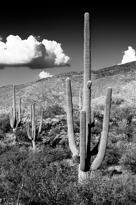 Philippe HUGONNARD - Black Arizona Series - Saguaro Cactus Valley