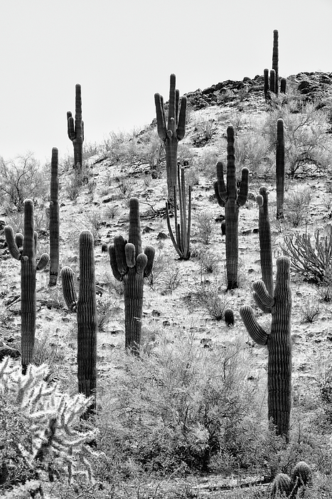 Arizona Art