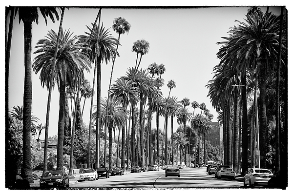 Philippe HUGONNARD - Black California Series - L.A Palm Alley
