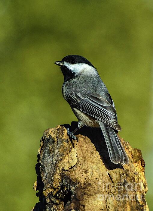 Cindy Treger - Black-capped Chickadee in Full Sun with Greenish Background