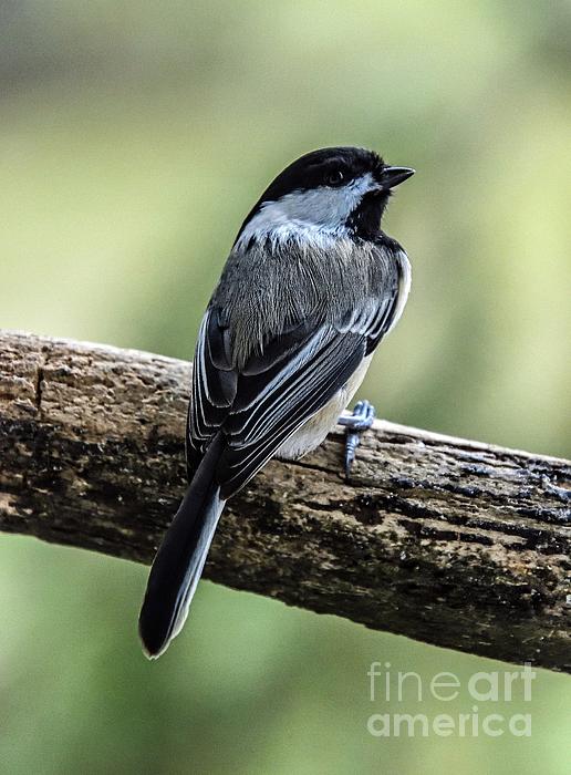 Cindy Treger - Black-capped Chickadee Looking Reflective