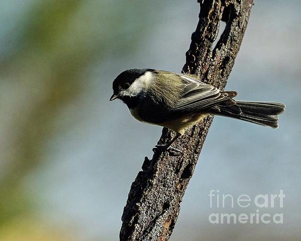 Cindy Treger - Black-capped Chickadee with Beautiful Feathers
