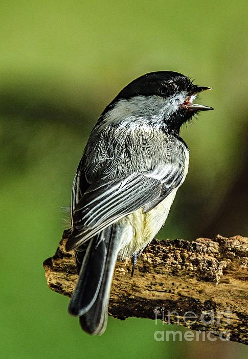 Cindy Treger - Black-capped Chickadee with Something to Say