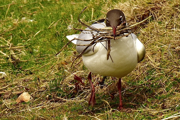 Neil R Finlay - Black Headed Gull With Nesting Materials 