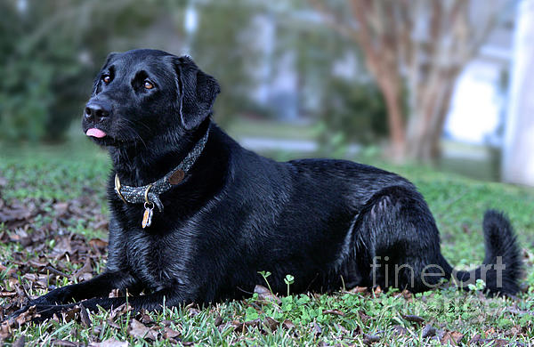 Karry Degruise - Black Labrador Retriever