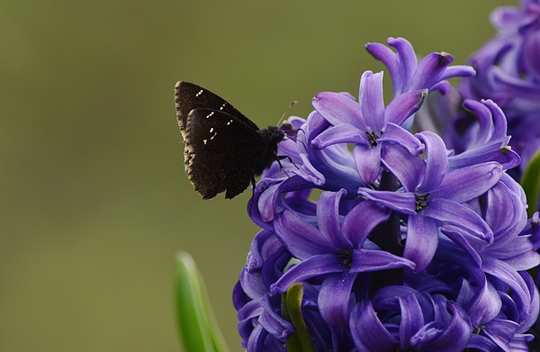 Gaby Ethington - Black Moth on Purple Hyacinth Flowers